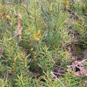 Persoonia chamaepeuce at Cotter River, ACT - 13 Feb 2022 12:22 PM