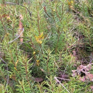 Persoonia chamaepeuce at Cotter River, ACT - 13 Feb 2022