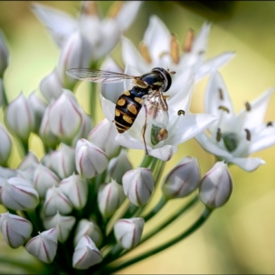 Melangyna sp. (genus) (Hover Fly) at Holt, ACT - 14 Feb 2022 by Margo