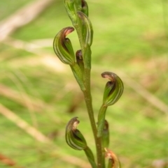 Speculantha multiflora (Tall Tiny Greenhood) at Namadgi National Park - 13 Feb 2022 by MatthewFrawley