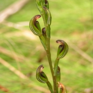 Speculantha multiflora at Cotter River, ACT - suppressed