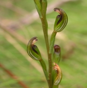 Speculantha multiflora at Cotter River, ACT - suppressed