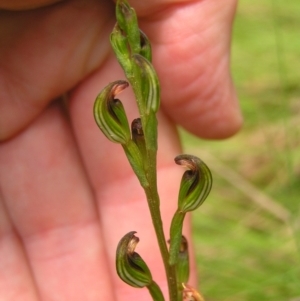 Speculantha multiflora at Cotter River, ACT - suppressed