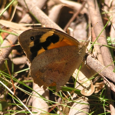 Heteronympha merope (Common Brown Butterfly) at Cotter River, ACT - 13 Feb 2022 by MatthewFrawley