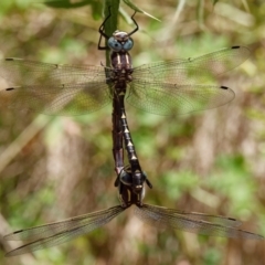 Notoaeschna sagittata (Southern Riffle Darner) at Cotter River, ACT - 9 Feb 2022 by DPRees125