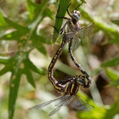 Notoaeschna sagittata at Cotter River, ACT - 9 Feb 2022