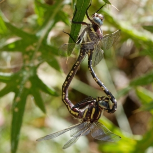 Notoaeschna sagittata at Cotter River, ACT - 9 Feb 2022