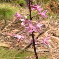 Dipodium roseum (Rosy hyacinth orchid) at Cotter River, ACT - 13 Feb 2022 by MatthewFrawley