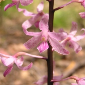 Dipodium roseum at Cotter River, ACT - 13 Feb 2022