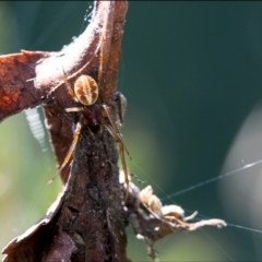 Deliochus pulcher (Beautiful Deliochus spider) at Holt, ACT - 14 Feb 2022 by Margo