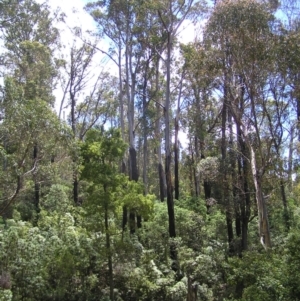 Eucalyptus delegatensis subsp. delegatensis at Cotter River, ACT - 13 Feb 2022 12:44 PM