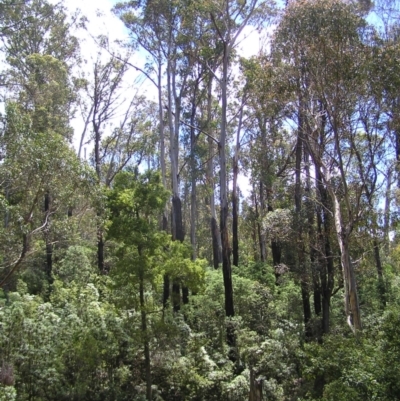 Eucalyptus delegatensis subsp. delegatensis (Alpine Ash) at Cotter River, ACT - 13 Feb 2022 by MatthewFrawley