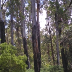 Eucalyptus delegatensis subsp. delegatensis at Cotter River, ACT - 13 Feb 2022