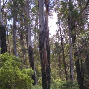 Eucalyptus delegatensis subsp. delegatensis at Cotter River, ACT - 13 Feb 2022 12:44 PM