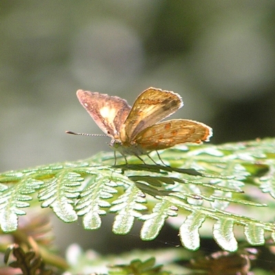 Hypochrysops byzos (Yellow Jewel) by MatthewFrawley