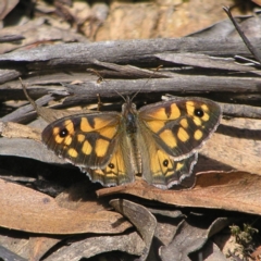 Geitoneura klugii (Klug's Xenica / Marbled Xenica) at Cotter River, ACT - 13 Feb 2022 by MatthewFrawley