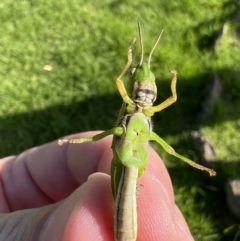 Bermius brachycerus (A grasshopper) at Yass, NSW - 14 Feb 2022 by Ozflyfisher