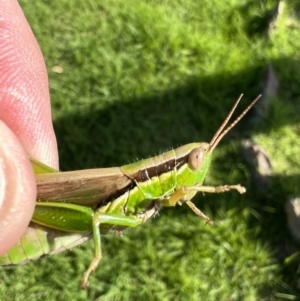 Bermius brachycerus at Yass, NSW - 14 Feb 2022