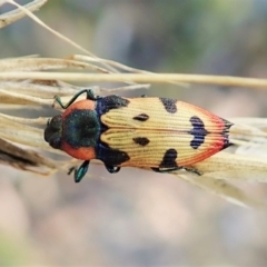 Castiarina mustelamajor (A jewel beetle) at Aranda, ACT - 13 Feb 2022 by CathB