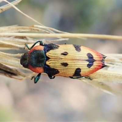 Castiarina mustelamajor (A jewel beetle) at Aranda Bushland - 13 Feb 2022 by CathB