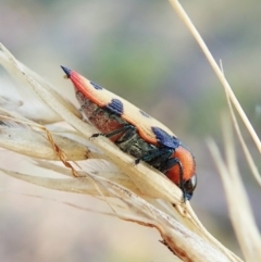 Castiarina mustelamajor at Aranda, ACT - 14 Feb 2022