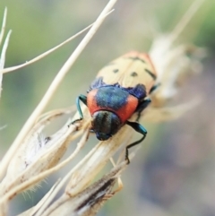 Castiarina mustelamajor at Aranda, ACT - 14 Feb 2022