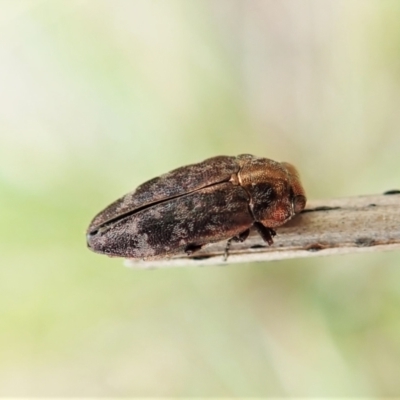 Diphucrania sp. (genus) (Jewel Beetle) at Cook, ACT - 12 Feb 2022 by CathB