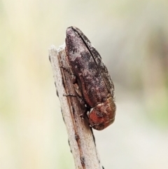 Diphucrania sp. (genus) at Cook, ACT - 13 Feb 2022