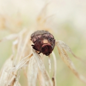 Diphucrania sp. (genus) at Cook, ACT - 13 Feb 2022