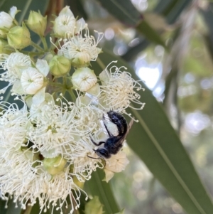 Leioproctus sp. (genus) at Stromlo, ACT - 14 Feb 2022