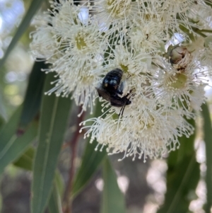 Leioproctus sp. (genus) at Stromlo, ACT - 14 Feb 2022 10:28 AM