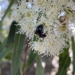 Leioproctus sp. (genus) at Stromlo, ACT - 14 Feb 2022