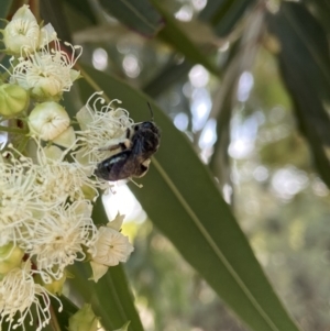 Leioproctus sp. (genus) at Stromlo, ACT - 14 Feb 2022