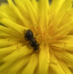 Leioproctus sp. (genus) at Cotter River, ACT - suppressed