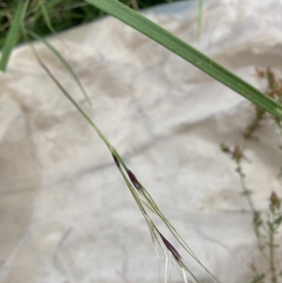 Nassella neesiana (Chilean Needlegrass) at The Fair, Watson - 10 Feb 2022 by waltraud