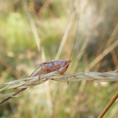 Conocephalus upoluensis (Meadow Katydid) at Cook, ACT - 13 Feb 2022 by CathB