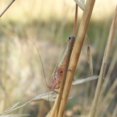 Conocephalus upoluensis at Cook, ACT - 14 Feb 2022