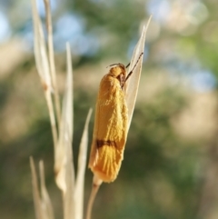 Plectobela undescribed species (A concealer moth (Wingia group)) at Cook, ACT - 14 Feb 2022 by CathB