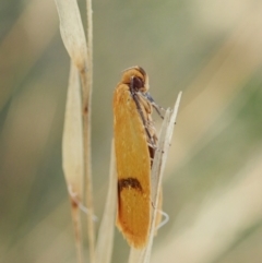 Plectobela undescribed species at Cook, ACT - 14 Feb 2022 09:33 AM