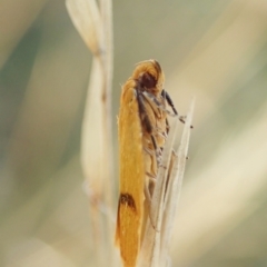 Plectobela undescribed species at Cook, ACT - 14 Feb 2022 09:33 AM