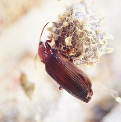 Carabidae sp. (family) (A ground beetle) at Mount Painter - 14 Feb 2022 by CathB