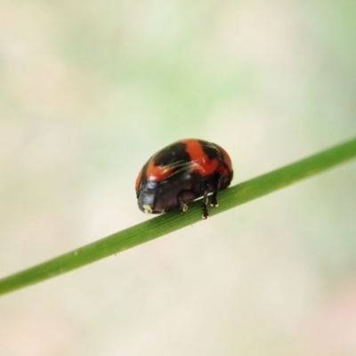 Ditropidus pulchellus (Leaf beetle) at Cook, ACT - 13 Feb 2022 by CathB