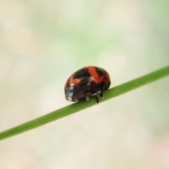 Ditropidus pulchellus (Leaf beetle) at Cook, ACT - 12 Feb 2022 by CathB