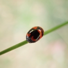 Ditropidus pulchellus at Cook, ACT - 13 Feb 2022