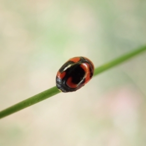 Ditropidus pulchellus at Cook, ACT - 13 Feb 2022 10:22 AM