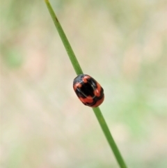 Ditropidus pulchellus at Cook, ACT - 13 Feb 2022 10:22 AM