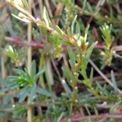 Lythrum hyssopifolia (Small Loosestrife) at Molonglo Valley, ACT - 13 Feb 2022 by sangio7