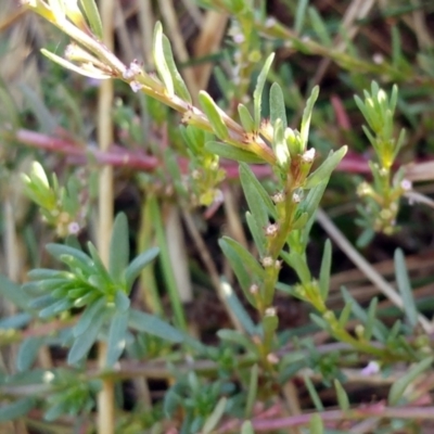 Lythrum hyssopifolia (Small Loosestrife) at Molonglo Valley, ACT - 13 Feb 2022 by sangio7