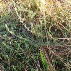 Lythrum hyssopifolia at Molonglo Valley, ACT - 14 Feb 2022 08:25 AM