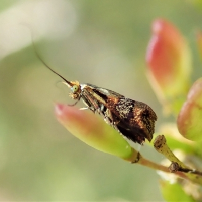 Nemophora sparsella (An Adelid Moth) at Aranda Bushland - 11 Feb 2022 by CathB
